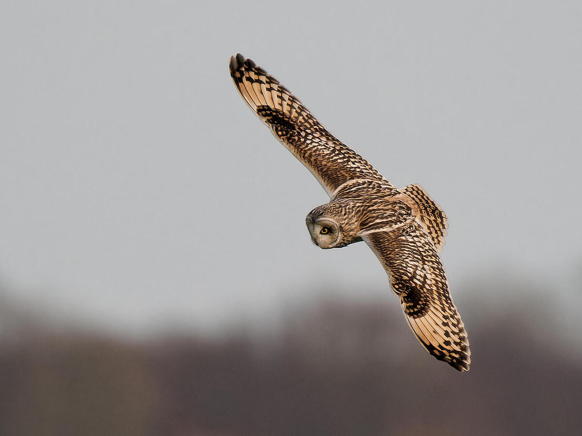 Click image for larger version

Name:	P2011135_DxO.jpg
Views:	162
Size:	109.3 KB
ID:	960322