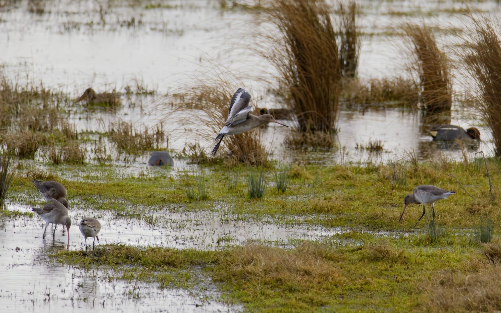 Click image for larger version

Name:	Godwits-small.jpg
Views:	77
Size:	1.79 MB
ID:	960820