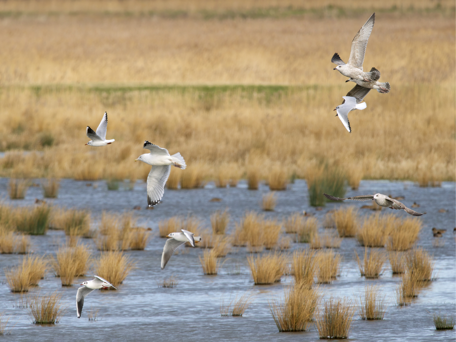 Click image for larger version

Name:	Gulls scrape-small.jpg
Views:	82
Size:	1.59 MB
ID:	960821