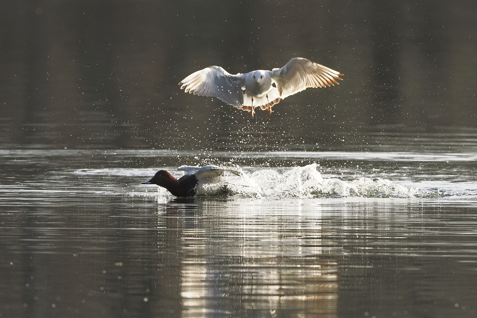 Click image for larger version

Name:	Pochard &amp; gull ex P2010811 MR.jpg
Views:	734
Size:	1.80 MB
ID:	960969