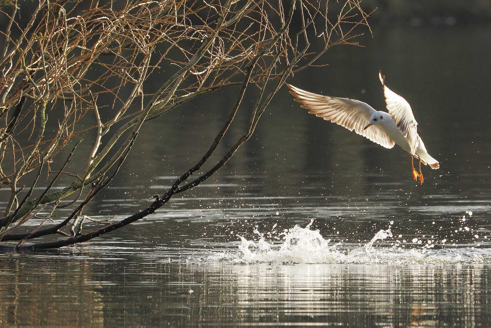 Click image for larger version

Name:	Pochard &amp; gull ex P2010815 MR.jpg
Views:	113
Size:	2.45 MB
ID:	960970