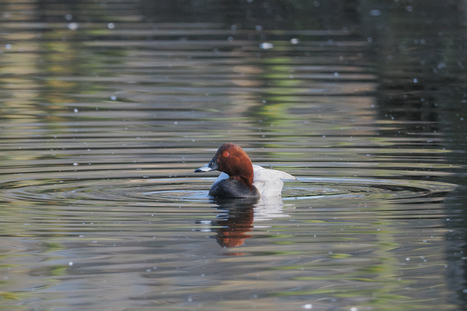 Click image for larger version

Name:	Pochard ex P2010930 MR.jpg
Views:	69
Size:	1.62 MB
ID:	960971