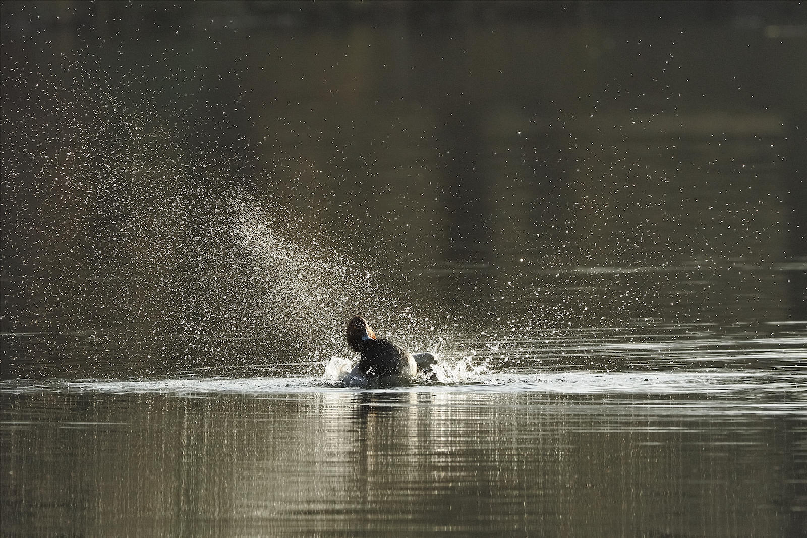 Click image for larger version

Name:	Pochard splashing ex P2010776 MR.jpg
Views:	131
Size:	2.14 MB
ID:	960972