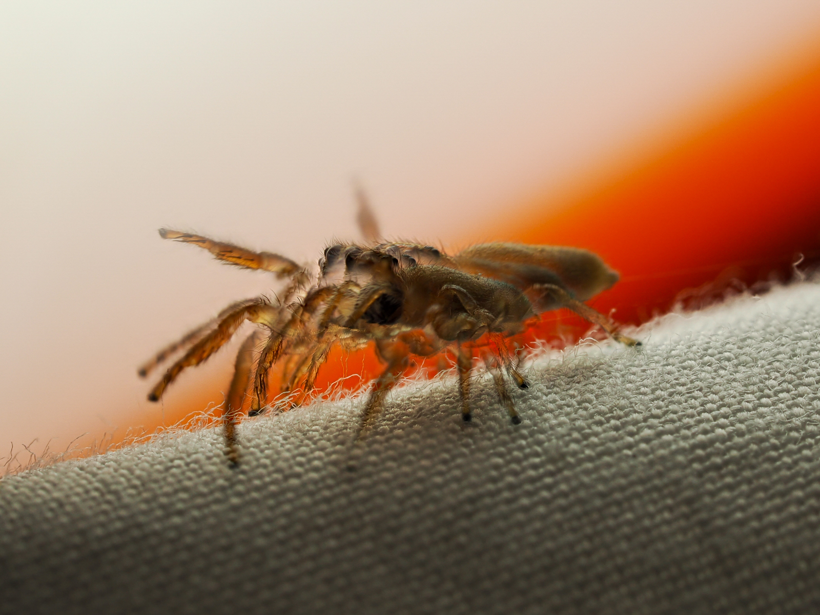 Click image for larger version  Name:	spider20240206-5.jpg Views:	0 Size:	1.11 MB ID:	961163