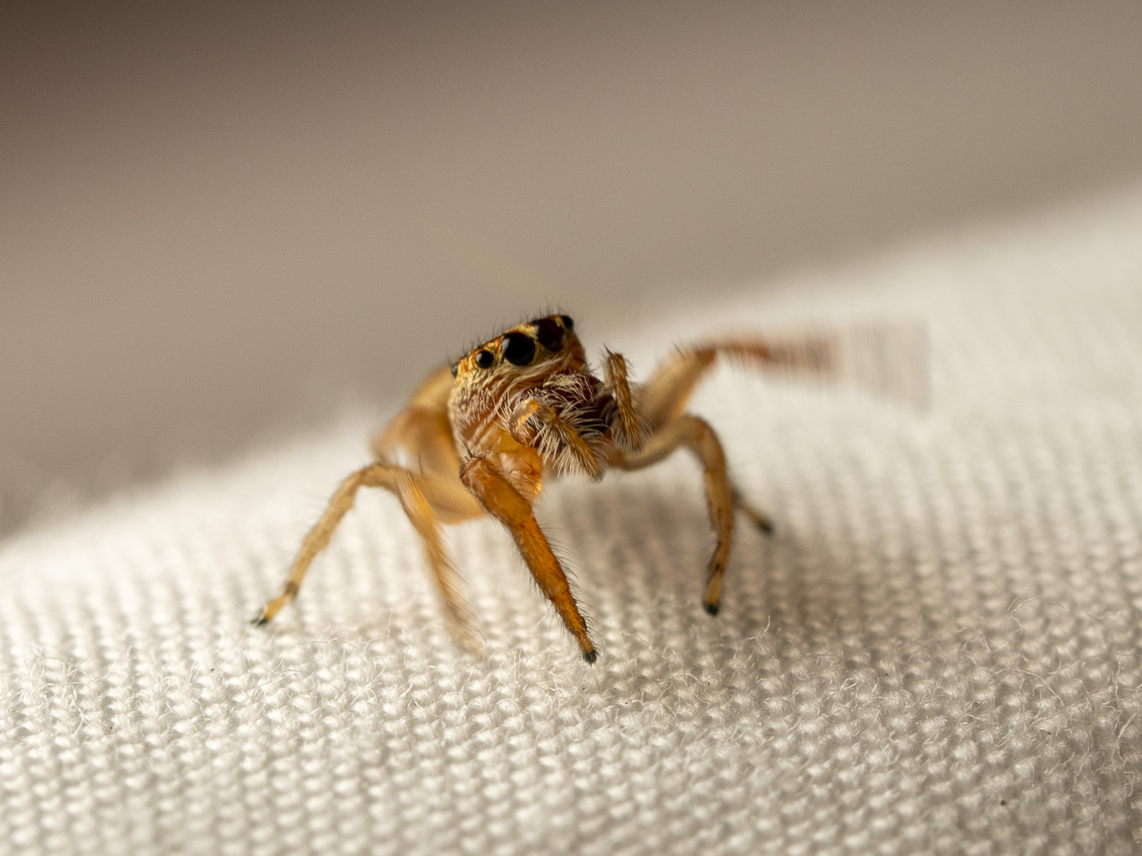 Click image for larger version  Name:	spider20240206-3.jpg Views:	0 Size:	1.18 MB ID:	961164