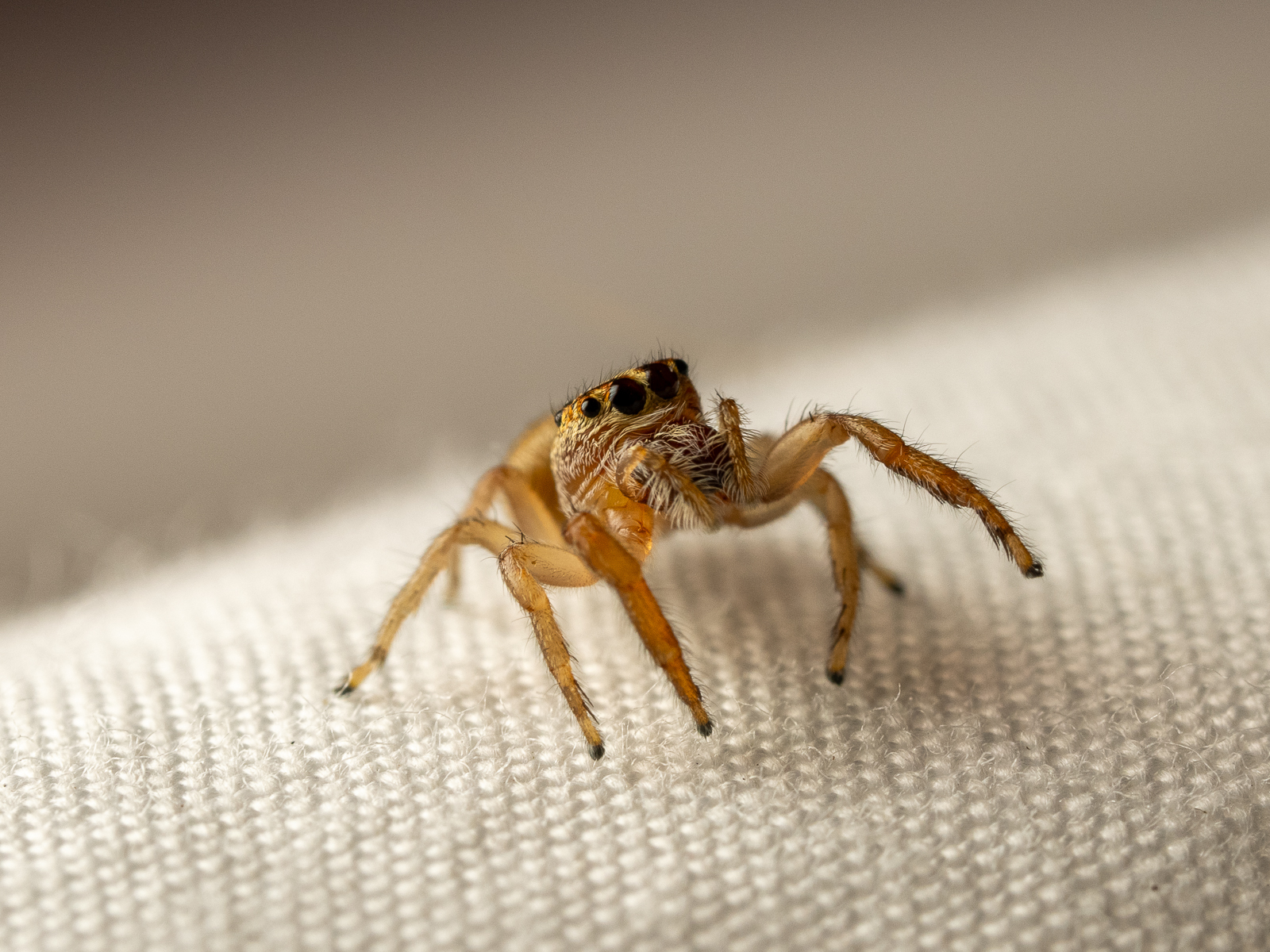 Click image for larger version  Name:	spider20240206-4.jpg Views:	0 Size:	1.21 MB ID:	961165