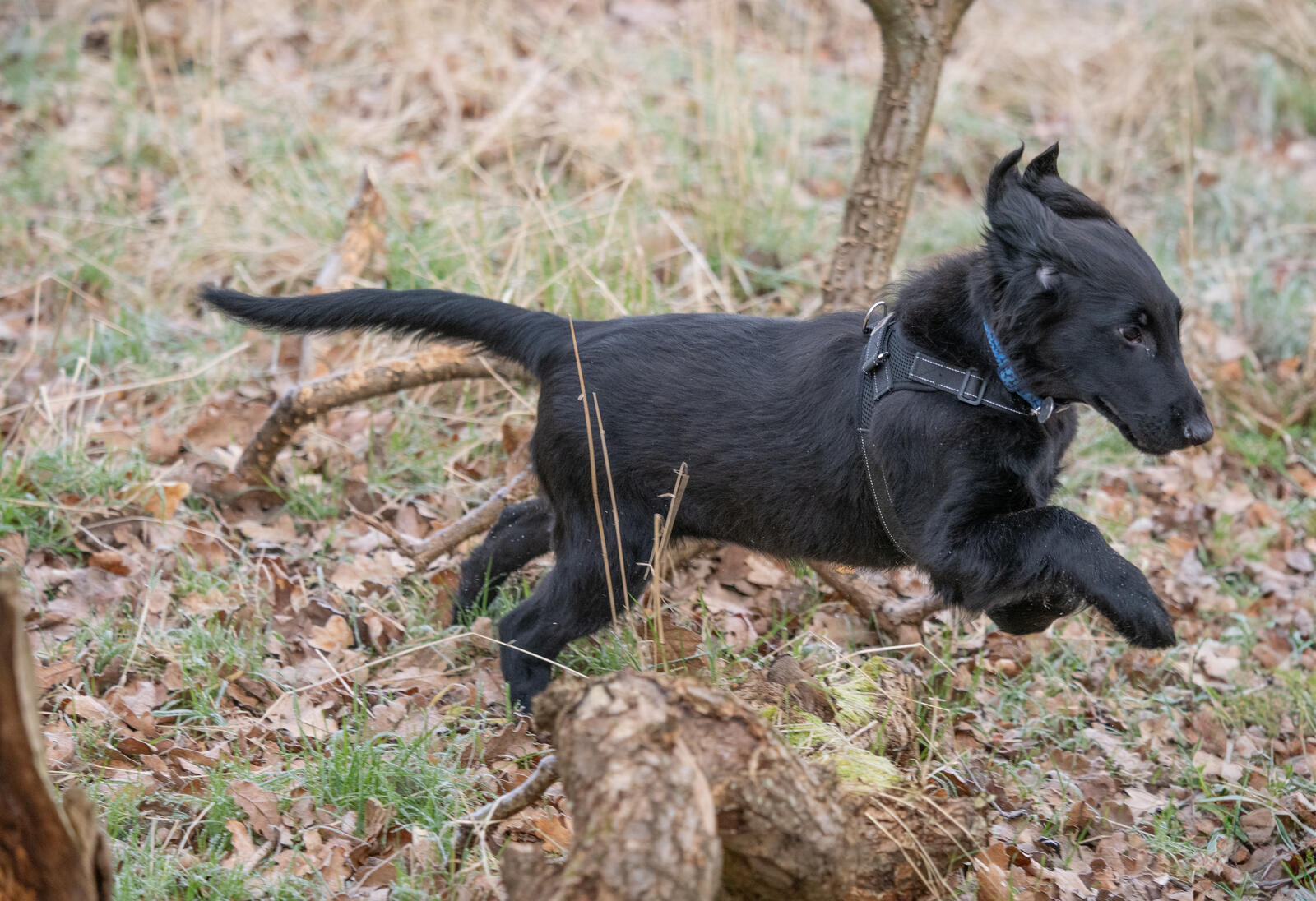 Click image for larger version

Name:	OM207574.jpg
Views:	129
Size:	365.9 KB
ID:	961541