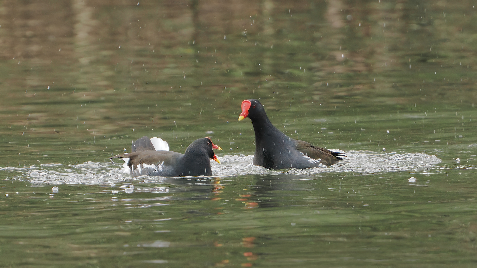 Click image for larger version

Name:	Moorhens fighting 1- ex P2140175 MR.jpg
Views:	443
Size:	1.21 MB
ID:	963196