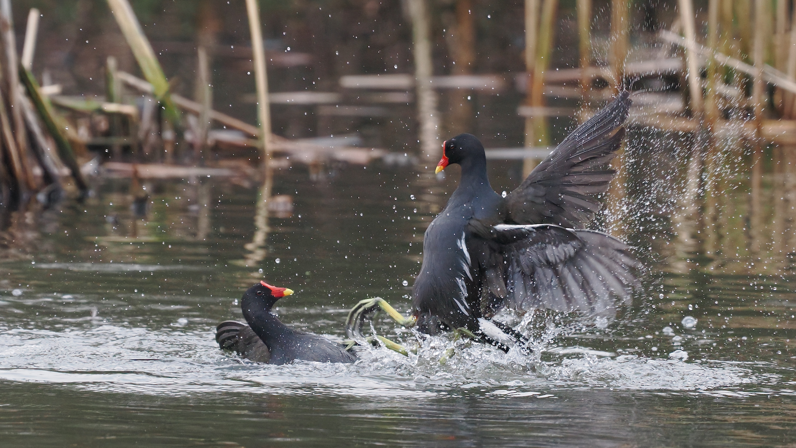 Click image for larger version

Name:	Moorhens fighting-3 exP2140193 MR.jpg
Views:	66
Size:	1.42 MB
ID:	963197