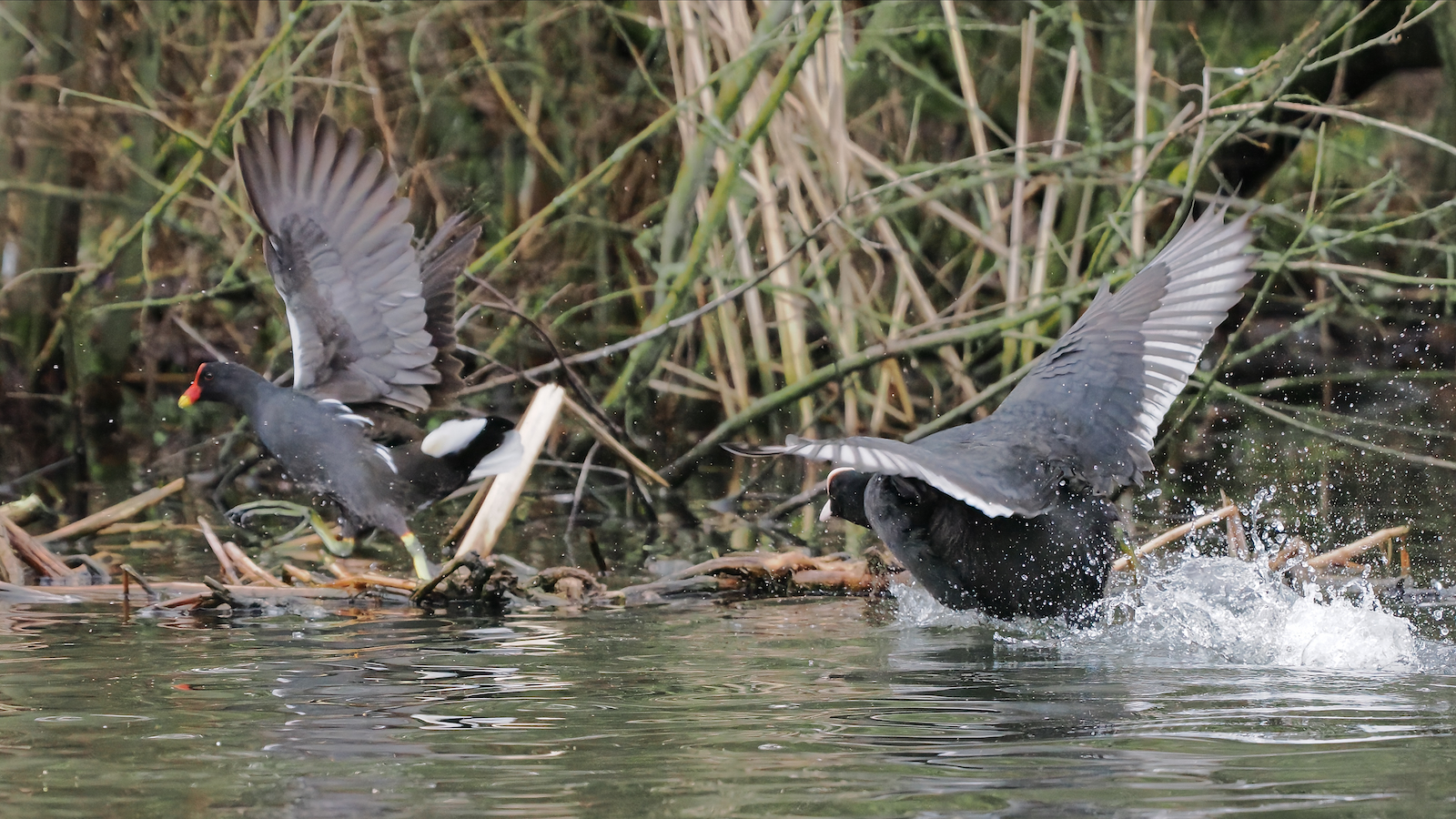 Click image for larger version

Name:	Moorhens fighting-6 ex P2140213 MR.jpg
Views:	65
Size:	1.52 MB
ID:	963199