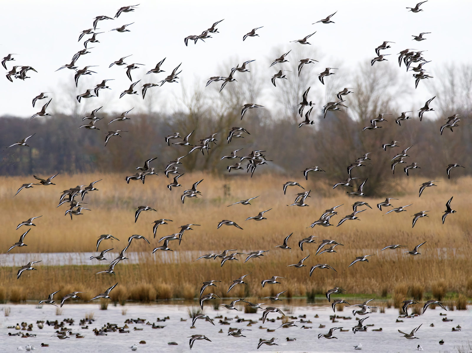 Click image for larger version

Name:	Godwit 2-small.jpg
Views:	396
Size:	1.80 MB
ID:	963344