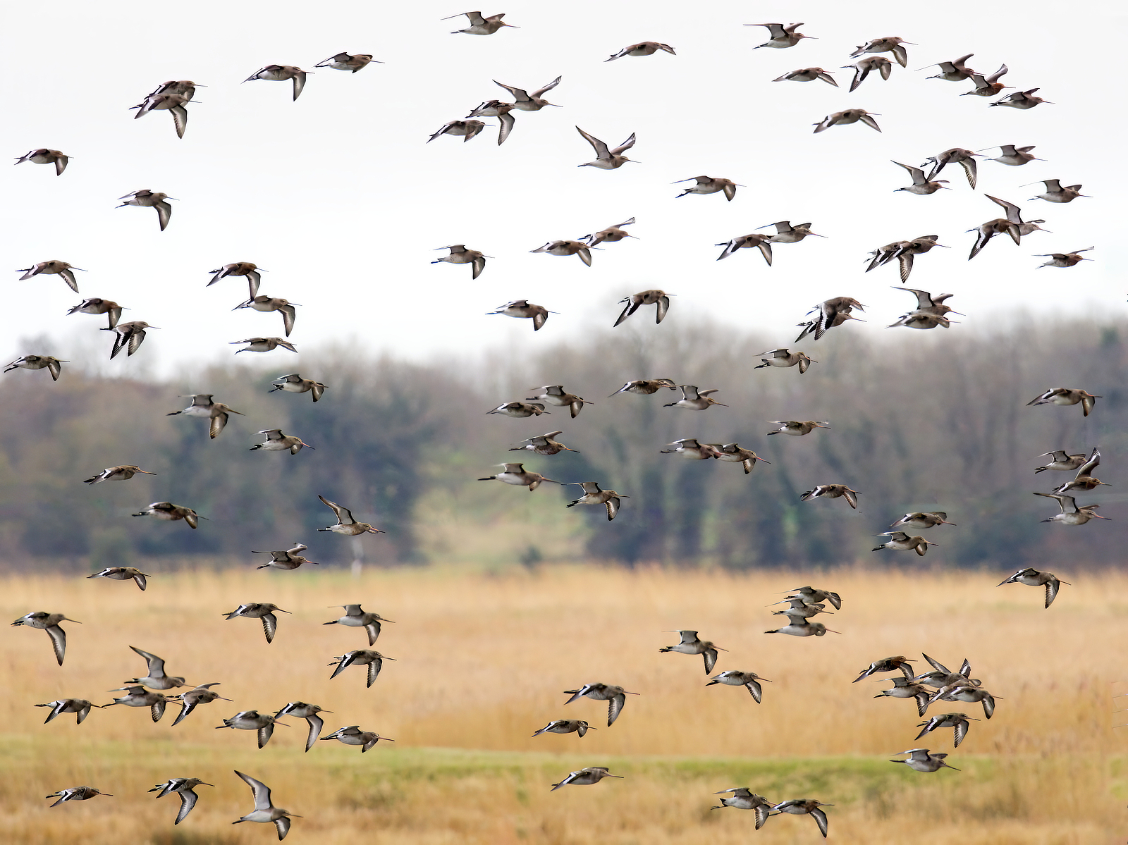 Click image for larger version

Name:	Godwit 1-small.jpg
Views:	58
Size:	1.40 MB
ID:	963345