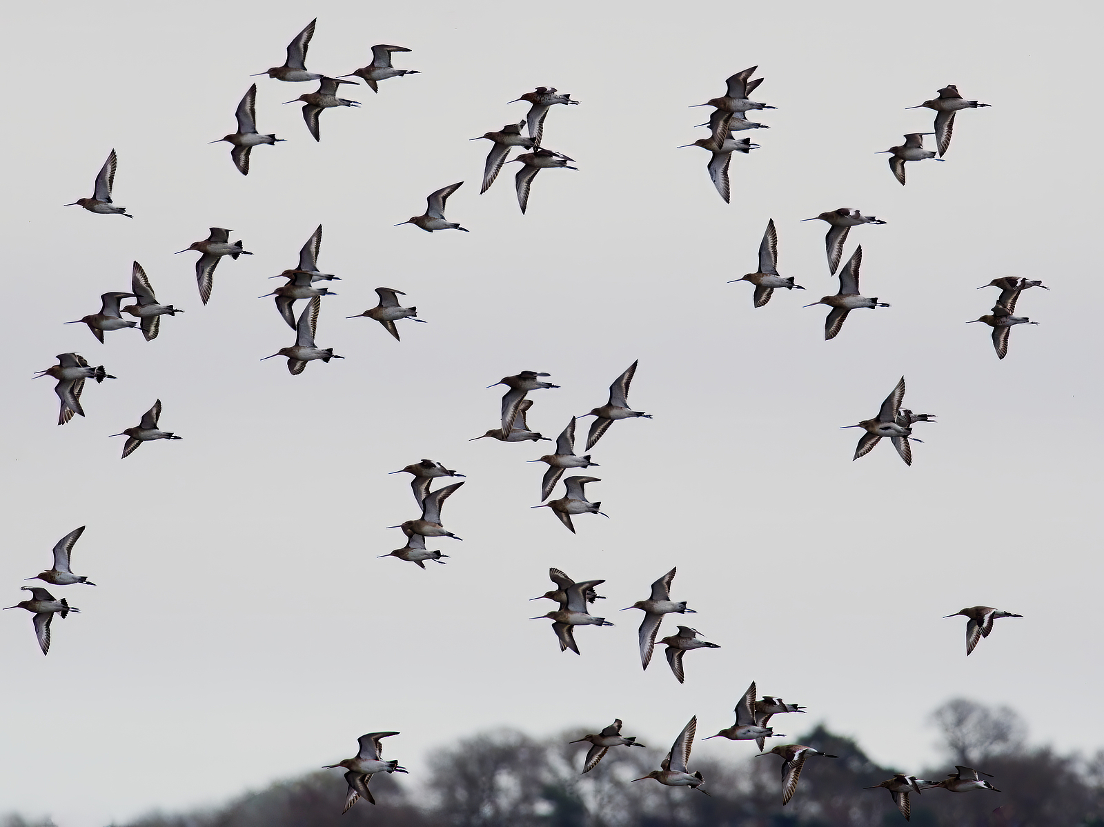 Click image for larger version

Name:	Godwit 3-small.jpg
Views:	62
Size:	871.8 KB
ID:	963346