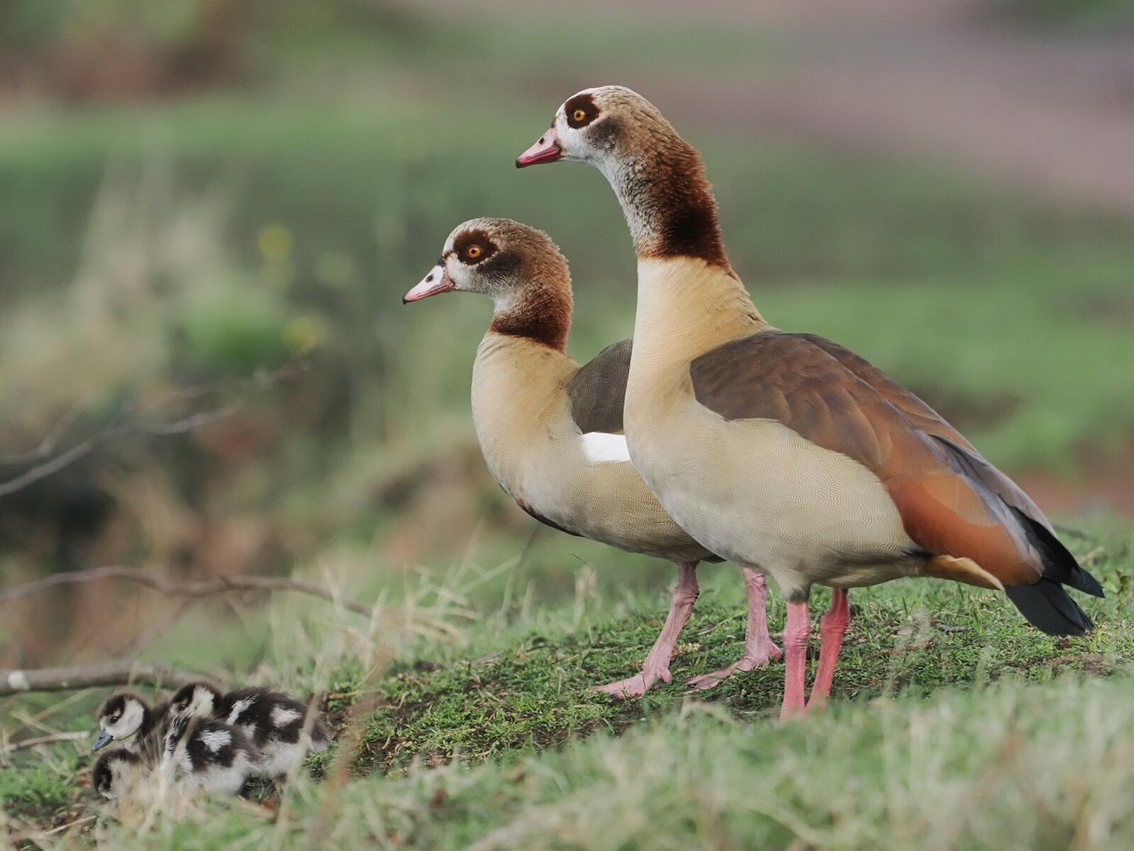 Click image for larger version

Name:	Egyptian geese &amp; chicks ex P2254009.jpg
Views:	553
Size:	172.7 KB
ID:	964595