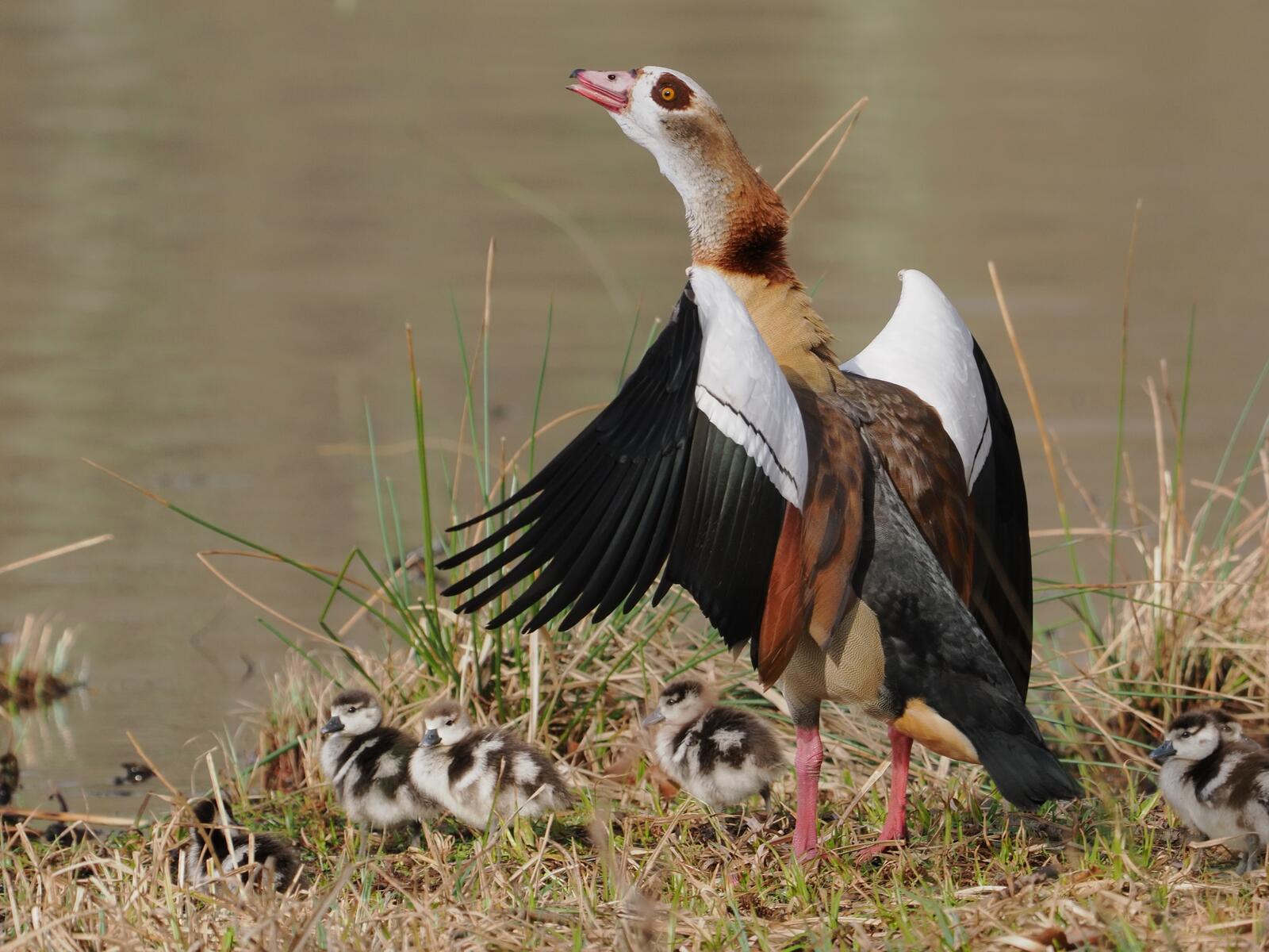 Click image for larger version

Name:	Egyptian geese &amp; chicks ex P2254177.jpg
Views:	99
Size:	237.8 KB
ID:	964596