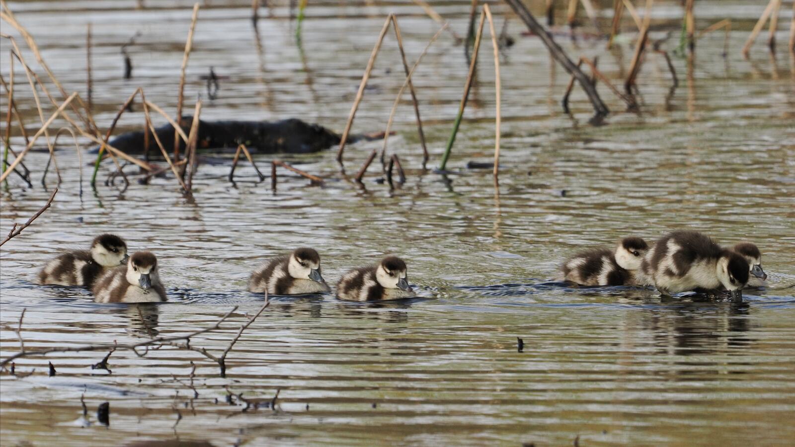 Click image for larger version

Name:	Egyptian geese  chicks ex P2254270.jpg
Views:	102
Size:	239.2 KB
ID:	964597