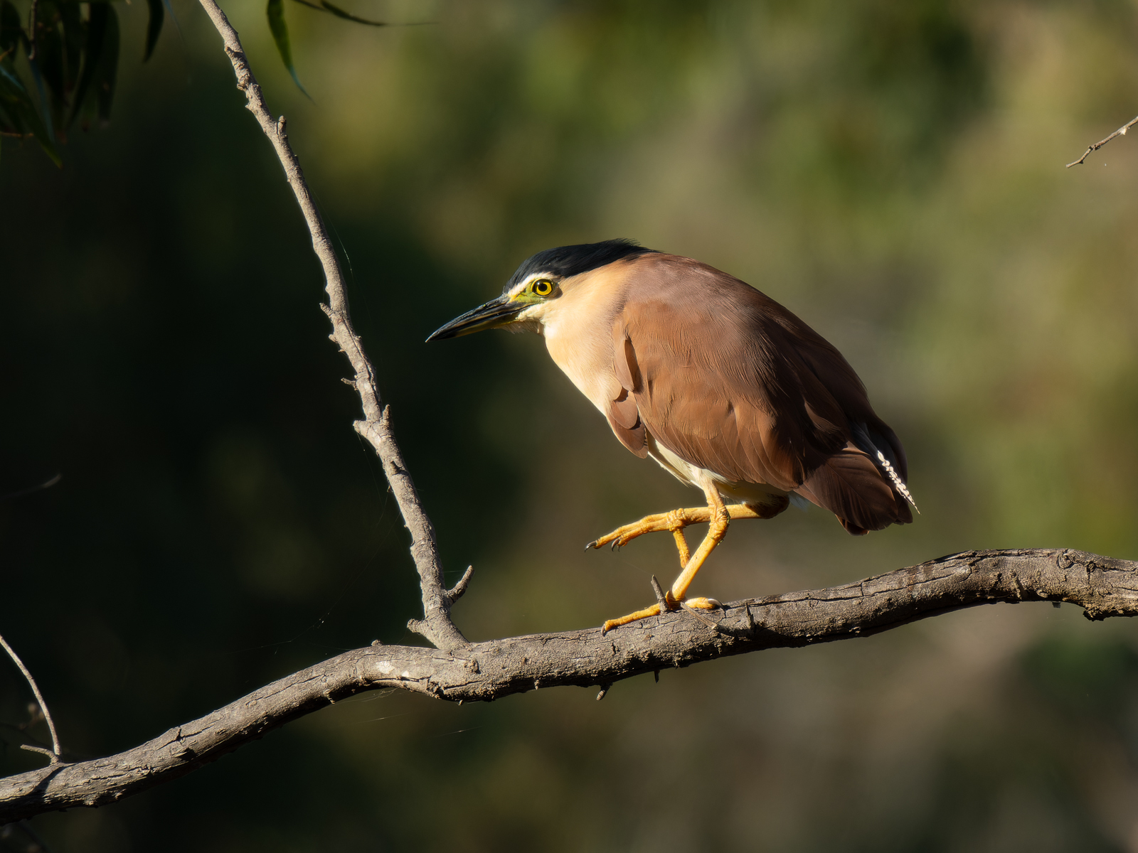 Click image for larger version

Name:	post-1.jpg
Views:	309
Size:	922.6 KB
ID:	965552