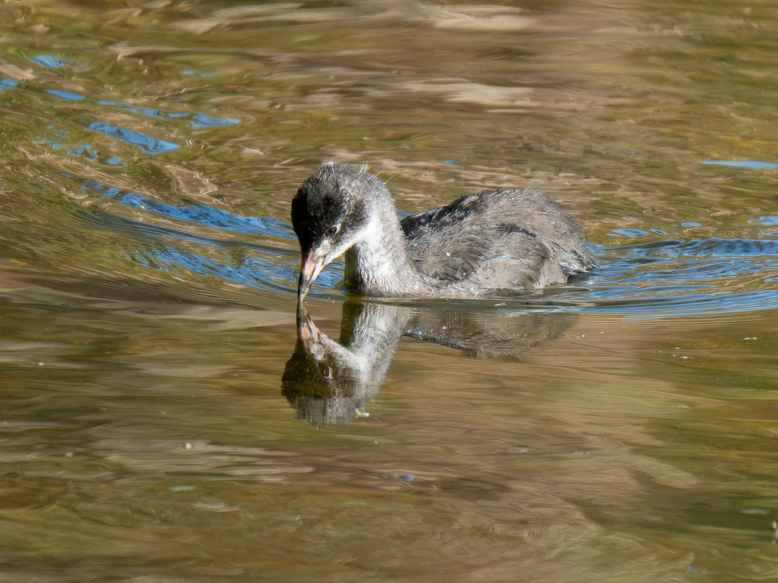 Click image for larger version

Name:	post-5.jpg
Views:	64
Size:	1.40 MB
ID:	965553