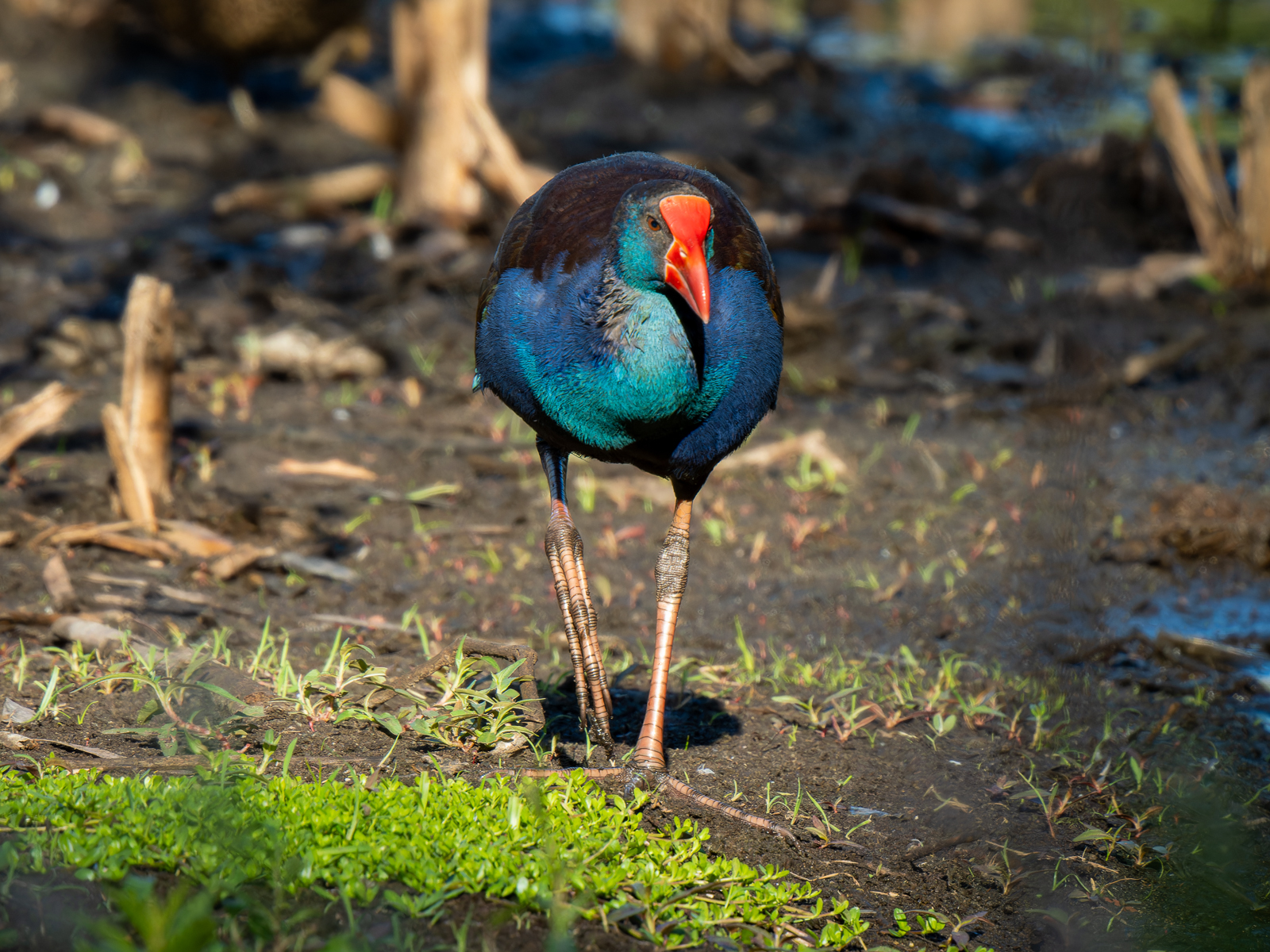 Click image for larger version

Name:	post-2.jpg
Views:	65
Size:	1.49 MB
ID:	965555