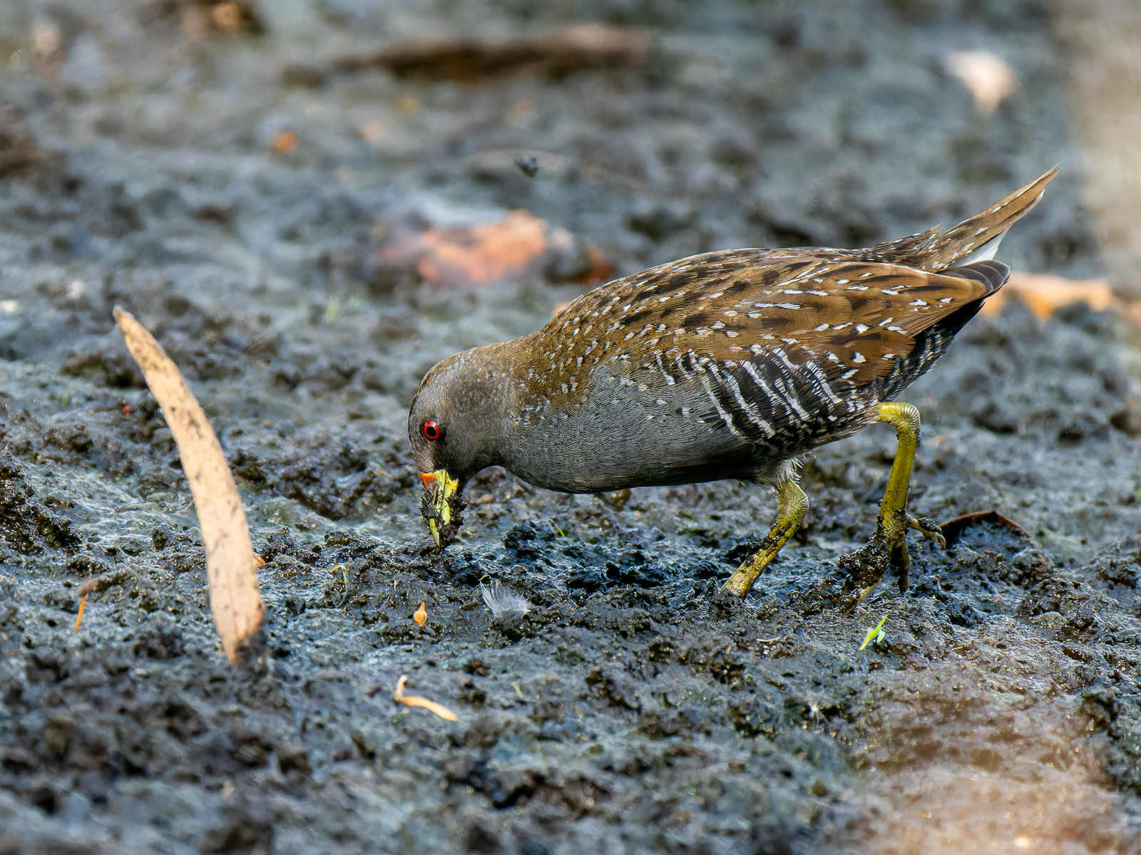 Click image for larger version

Name:	post-4.jpg
Views:	60
Size:	1.73 MB
ID:	965556