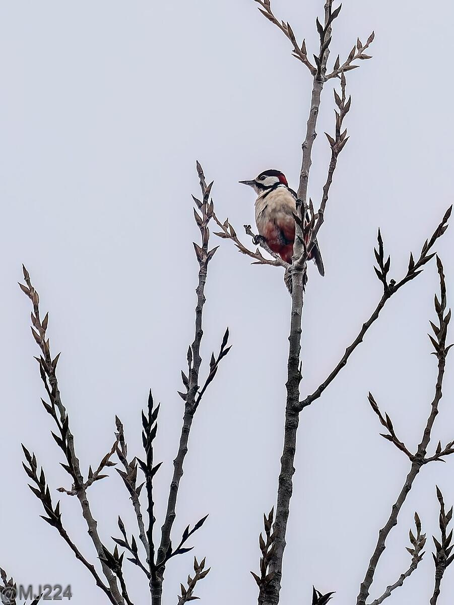 Click image for larger version

Name:	P3152280-ORF-DxO_DeepPRIME XD2-Edit (Large).jpg
Views:	61
Size:	227.9 KB
ID:	967696