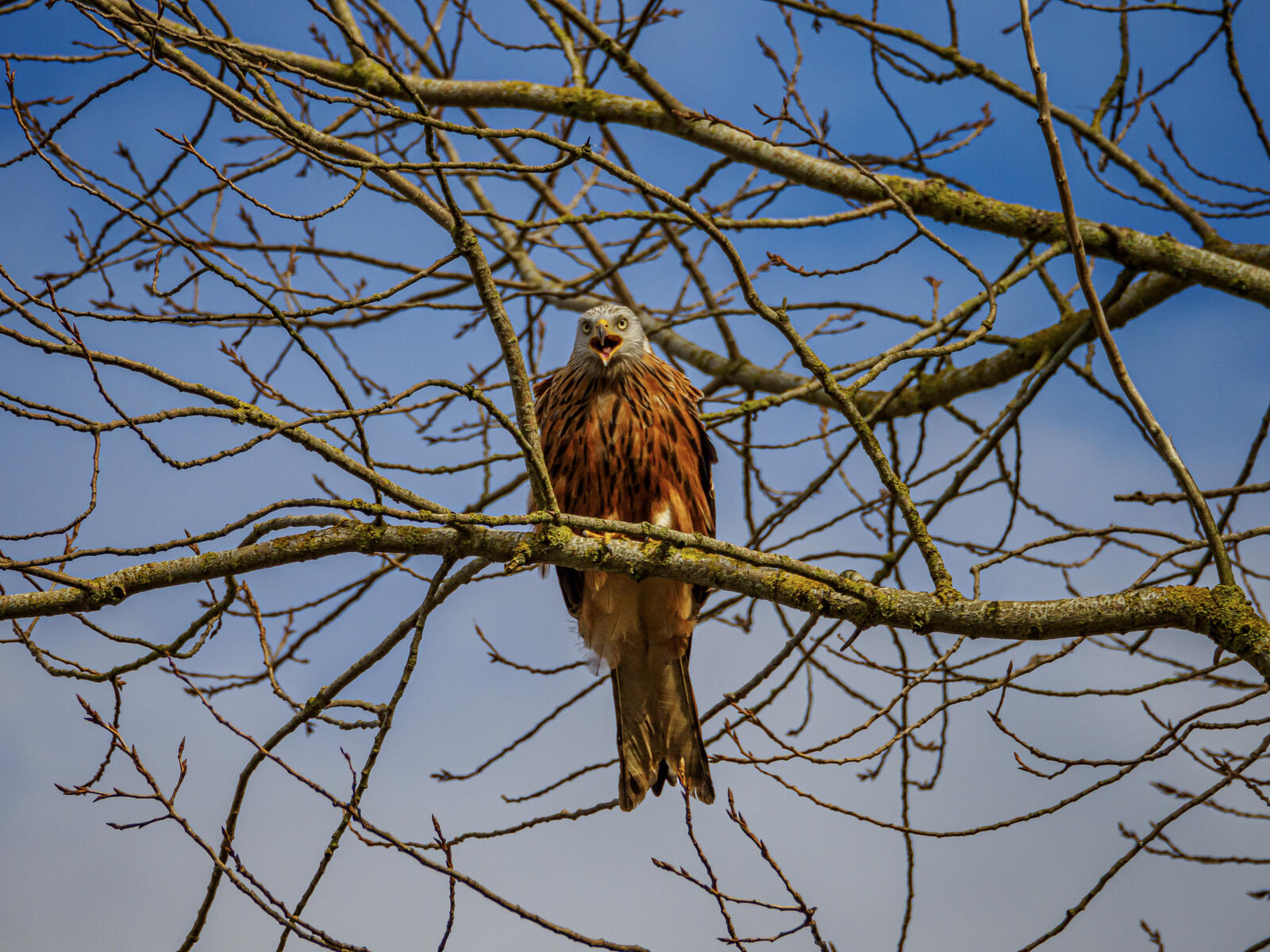 Click image for larger version

Name:	P3170052.jpg
Views:	264
Size:	375.3 KB
ID:	968024