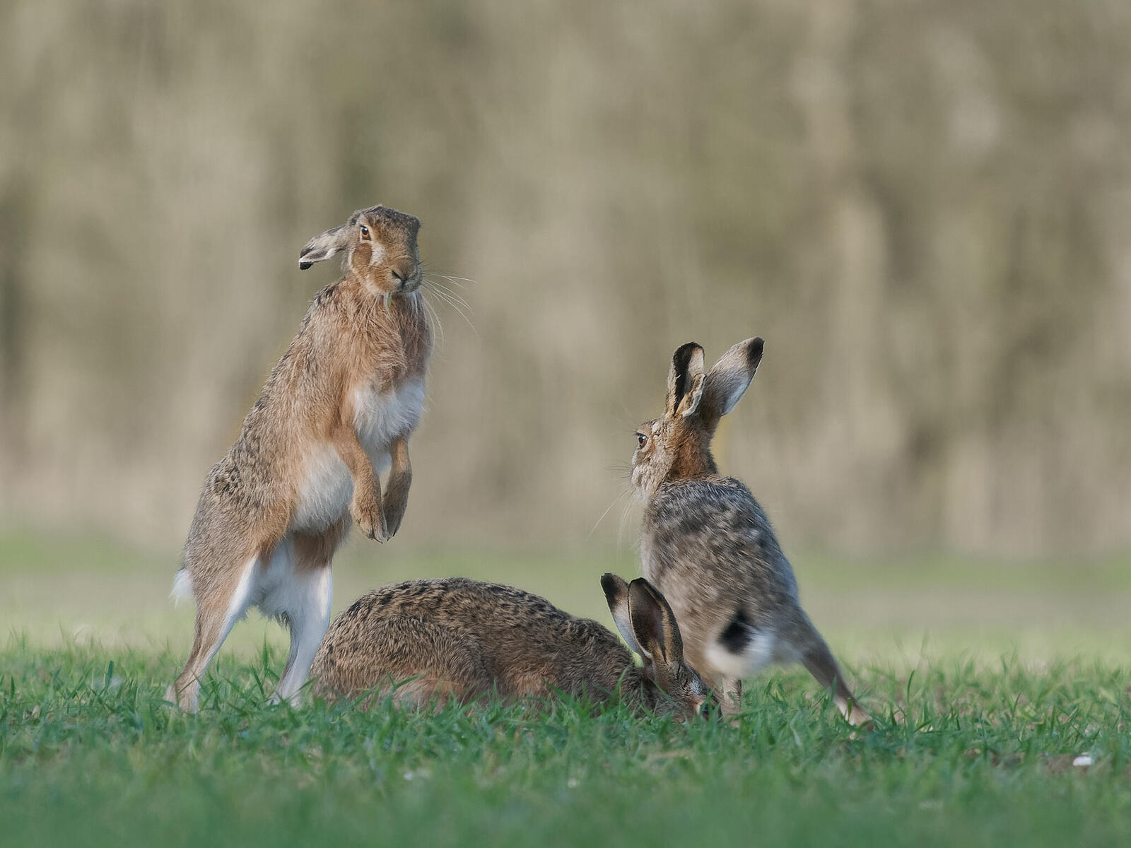 Click image for larger version

Name:	P3240729fb.jpg
Views:	266
Size:	183.9 KB
ID:	1013839