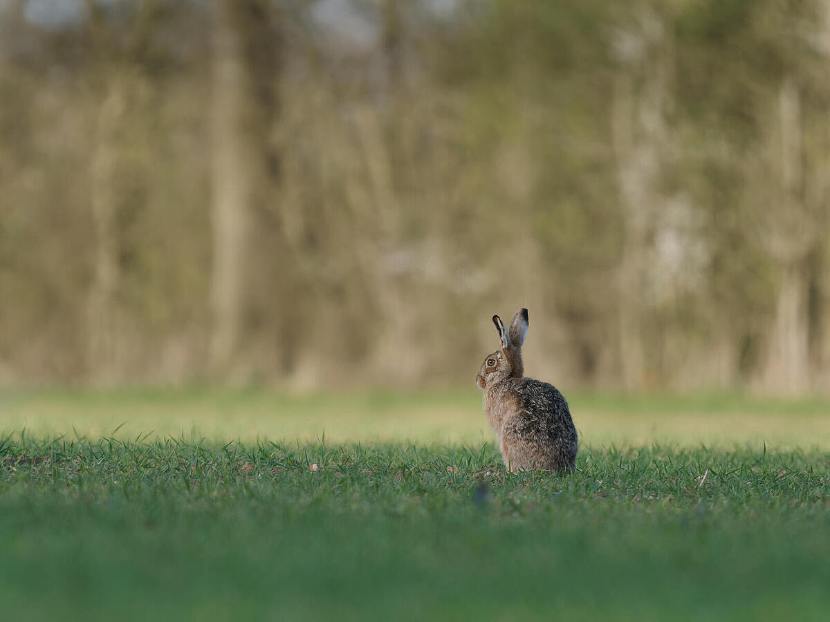 Click image for larger version

Name:	P3240711-ORF.jpg
Views:	133
Size:	121.3 KB
ID:	969167