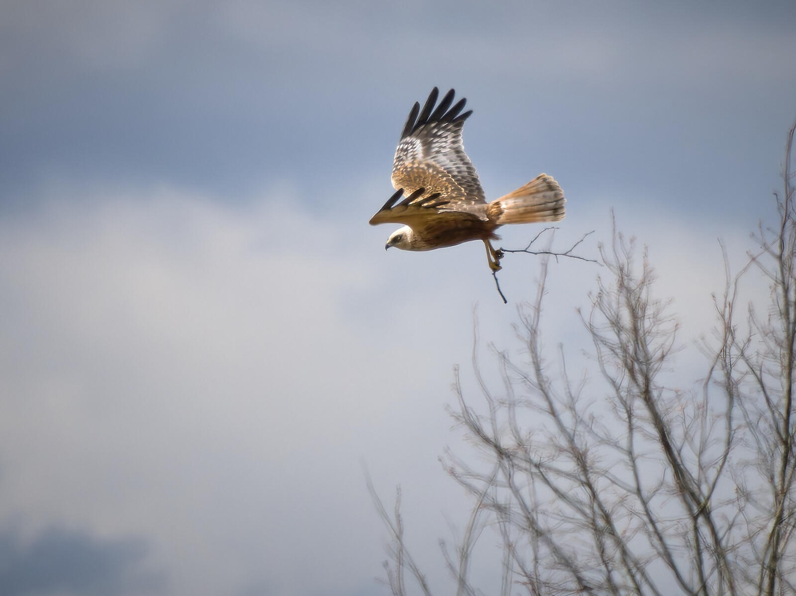 Click image for larger version

Name:	53632848117_f53620c024_o.jpg
Views:	453
Size:	125.6 KB
ID:	971017