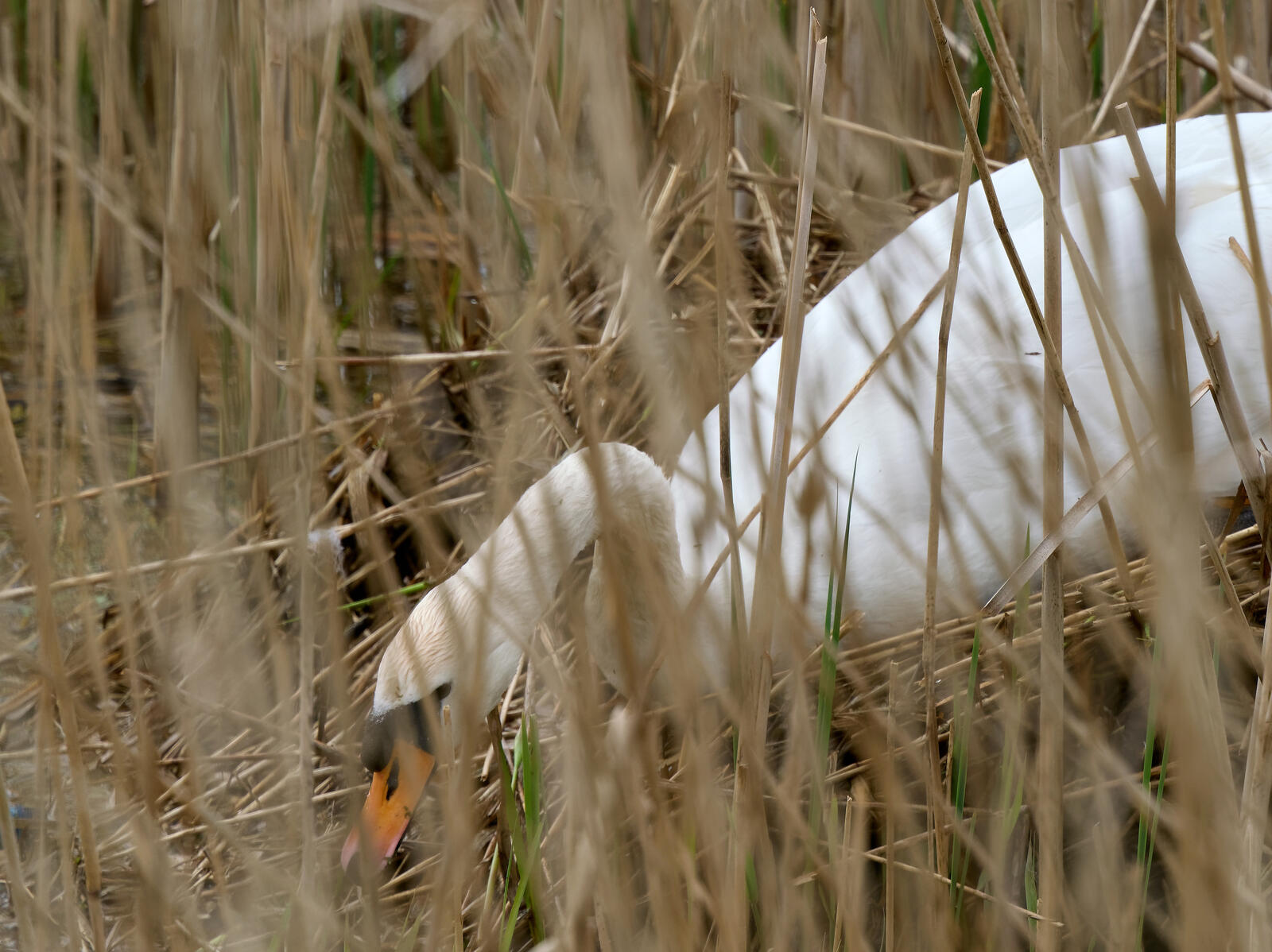 Click image for larger version

Name:	53633960058_32977461b8_o.jpg
Views:	49
Size:	241.2 KB
ID:	971019