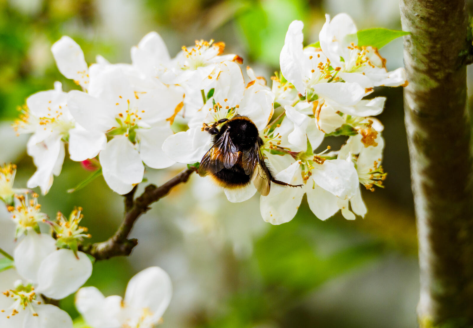 Click image for larger version

Name:	P4110168.jpg
Views:	137
Size:	204.6 KB
ID:	971748