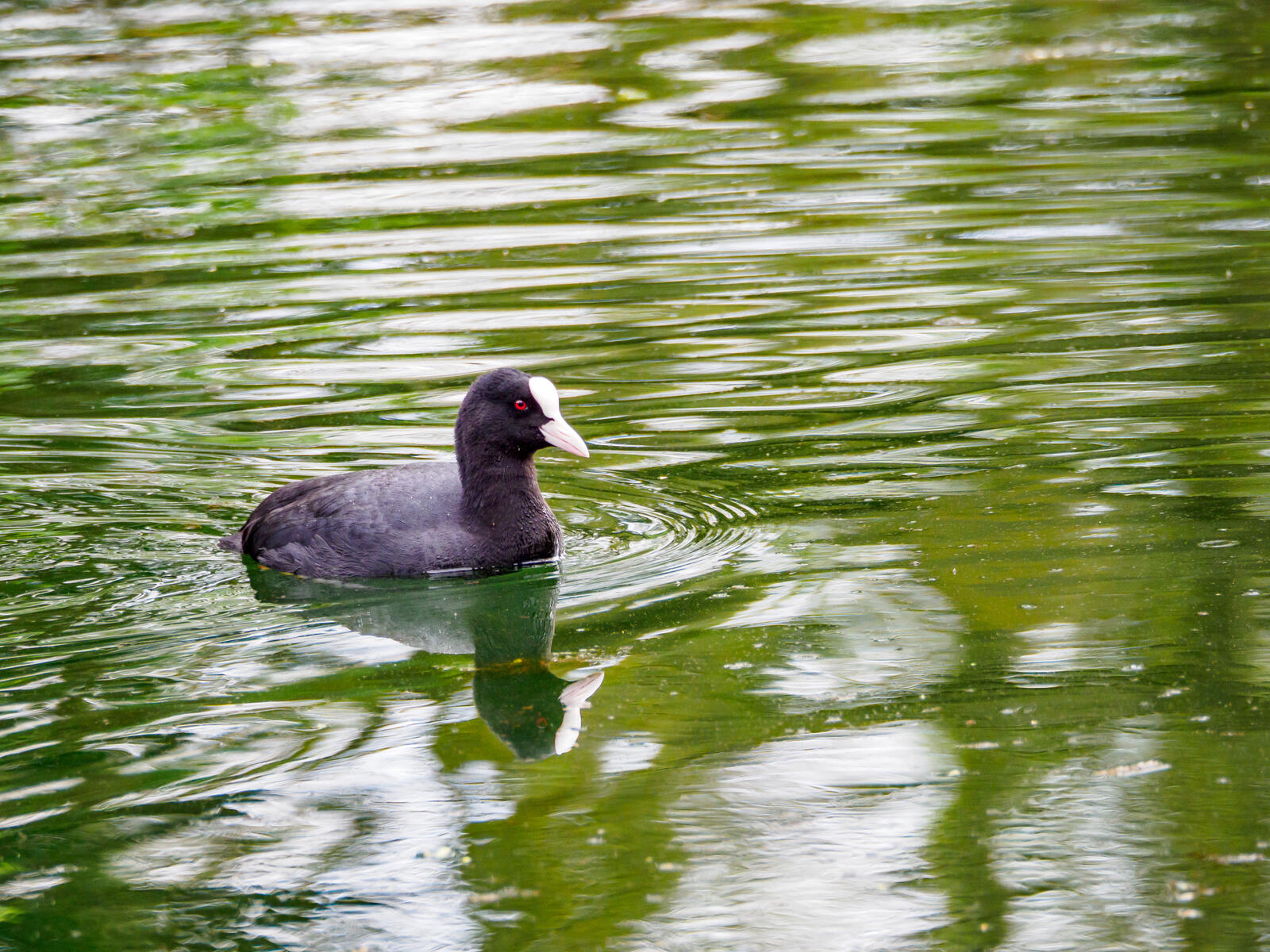 Click image for larger version

Name:	P4110186.jpg
Views:	127
Size:	421.6 KB
ID:	971751