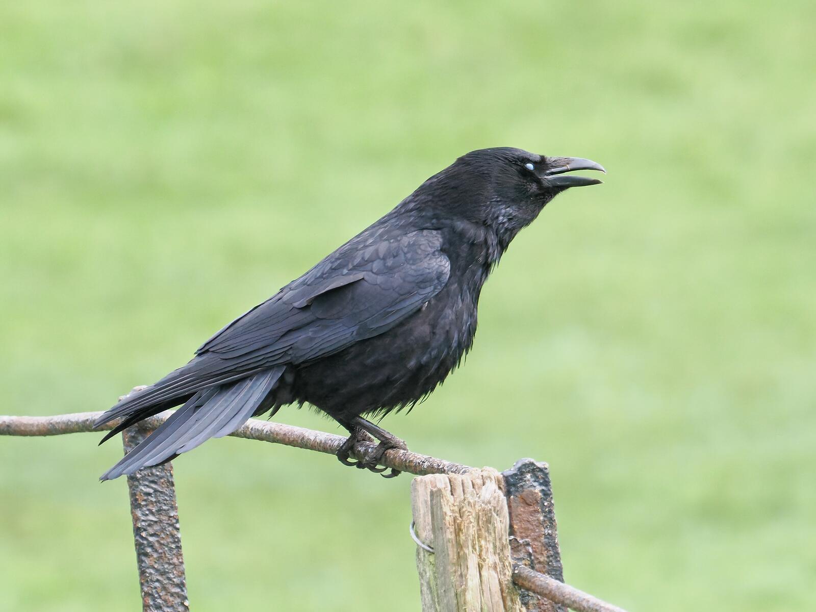 Click image for larger version

Name:	Carrion crow (nic) ex P4130214.jpg
Views:	234
Size:	148.5 KB
ID:	972235
