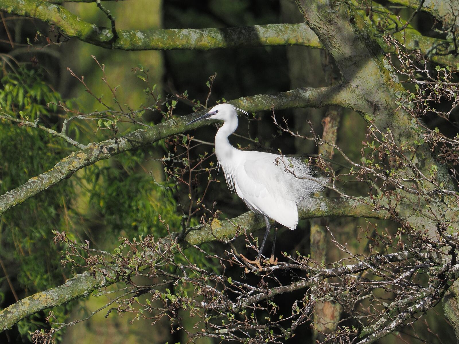 Click image for larger version

Name:	Little egret ex P4140473.jpg
Views:	231
Size:	399.8 KB
ID:	972236