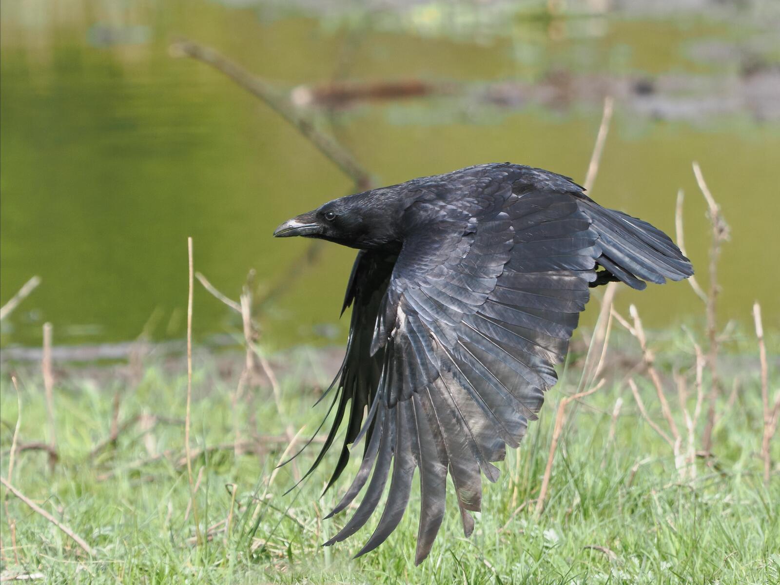 Click image for larger version

Name:	Carrion crow in flight ex P4130844.jpg
Views:	227
Size:	216.0 KB
ID:	972237