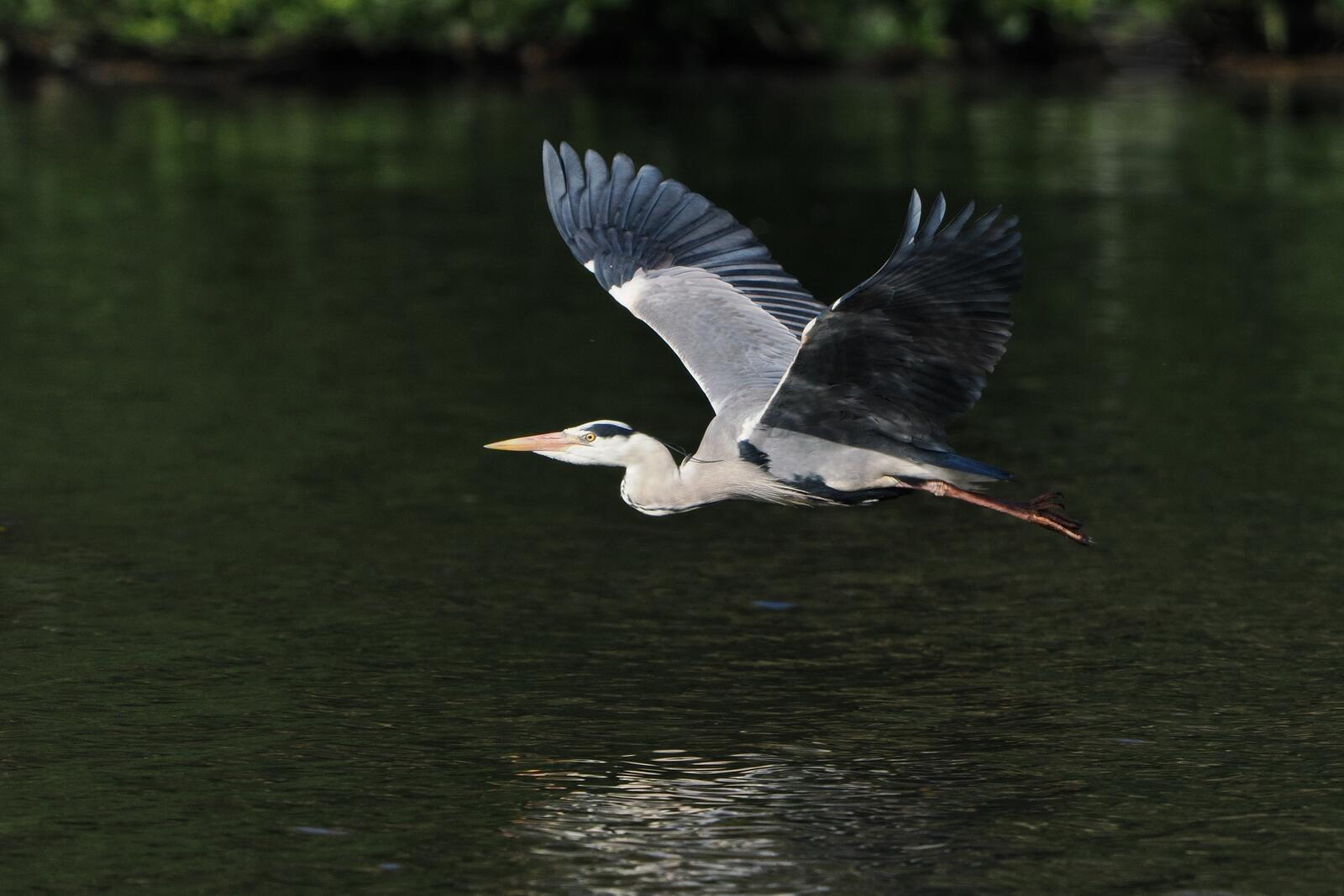 Click image for larger version

Name:	Heron in flight chiaroscuro ex P4140942.jpg
Views:	240
Size:	152.8 KB
ID:	972238