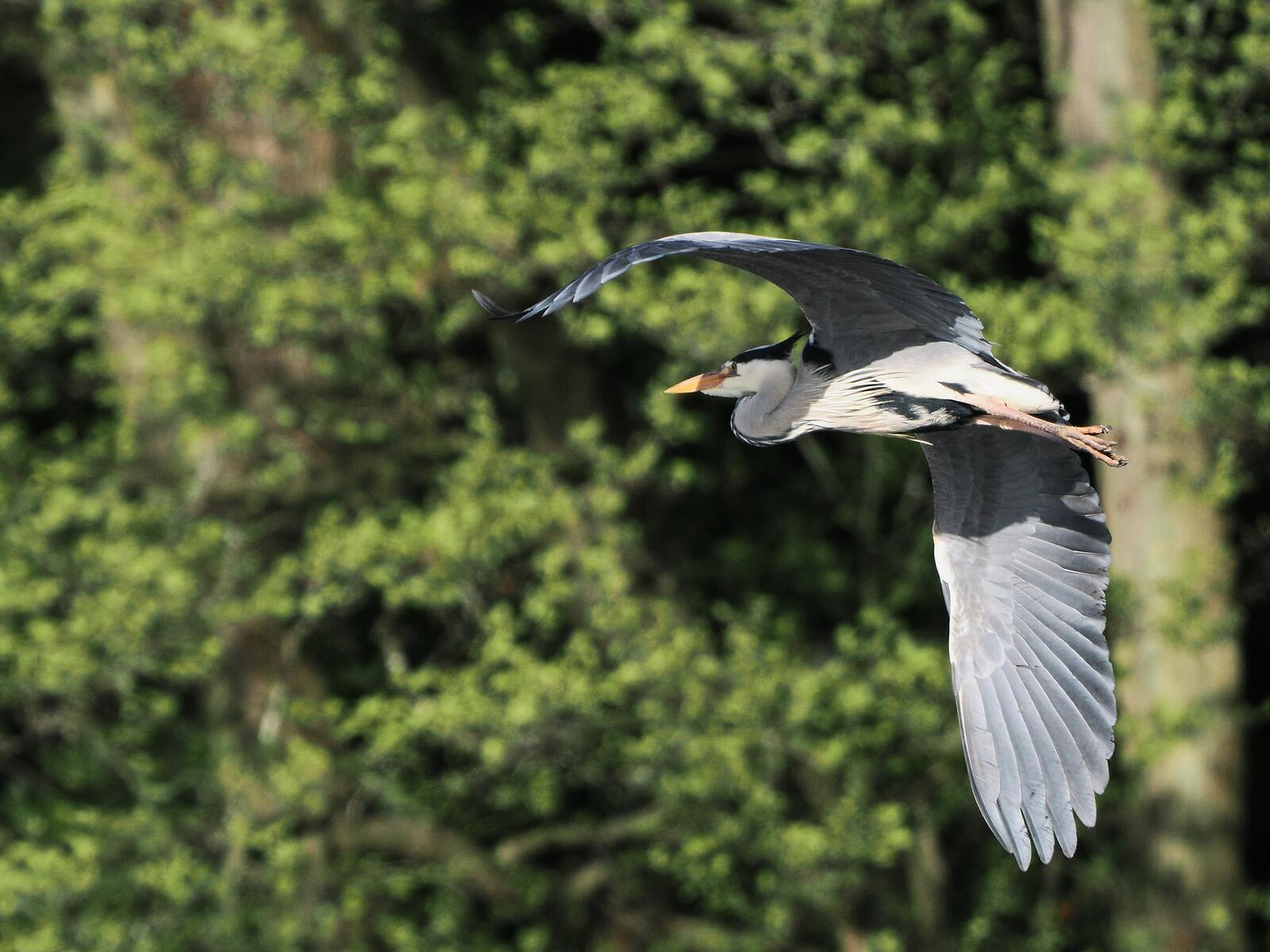 Click image for larger version

Name:	Heron in flight ex P4140824 (2).jpg
Views:	226
Size:	230.6 KB
ID:	972239
