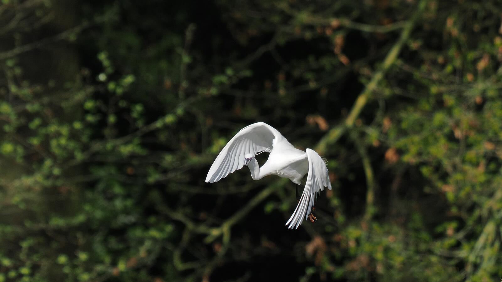 Click image for larger version

Name:	Little egret in flight ex P4141062.jpg
Views:	234
Size:	138.0 KB
ID:	972240