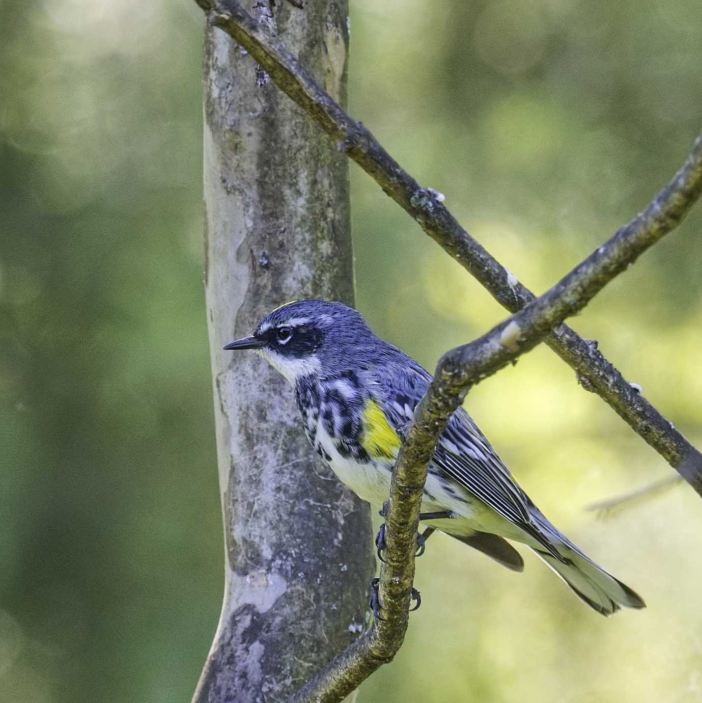 Click image for larger version

Name:	P4141693_filtered.jpg
Views:	441
Size:	147.5 KB
ID:	972640