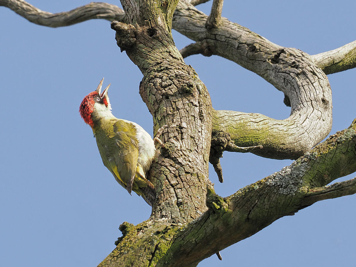 Call of the green woodpecker - Olympus UK E-System User Group