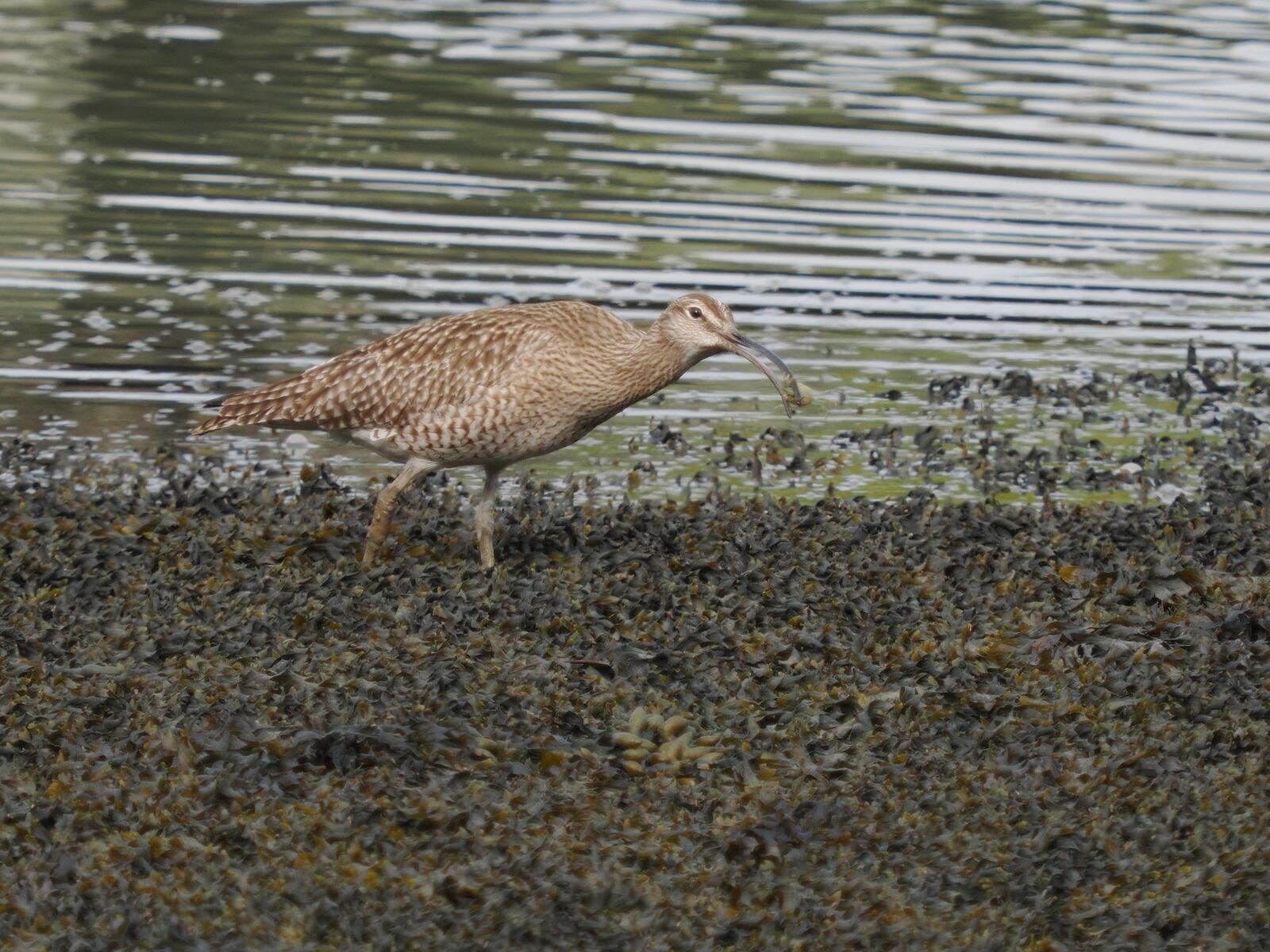 Click image for larger version

Name:	P4220623-CROP.jpg
Views:	86
Size:	326.5 KB
ID:	974402