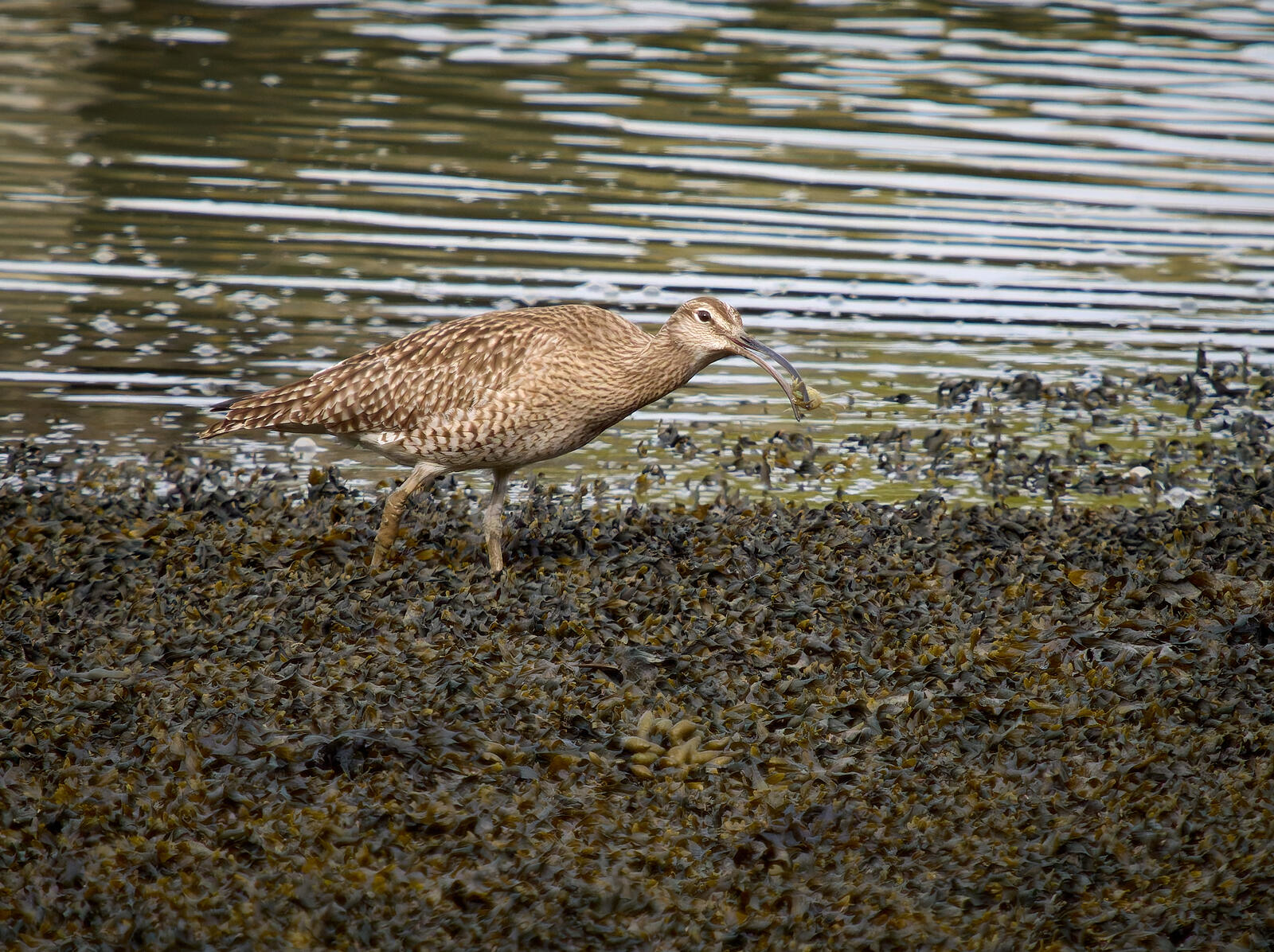 Click image for larger version

Name:	P4220623-ORF-DxO_DeepPRIME XD2.jpg
Views:	87
Size:	485.2 KB
ID:	974403