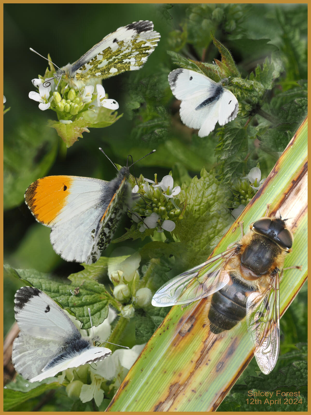 Click image for larger version

Name:	Salcey-12-4-24.jpg
Views:	639
Size:	311.9 KB
ID:	975120