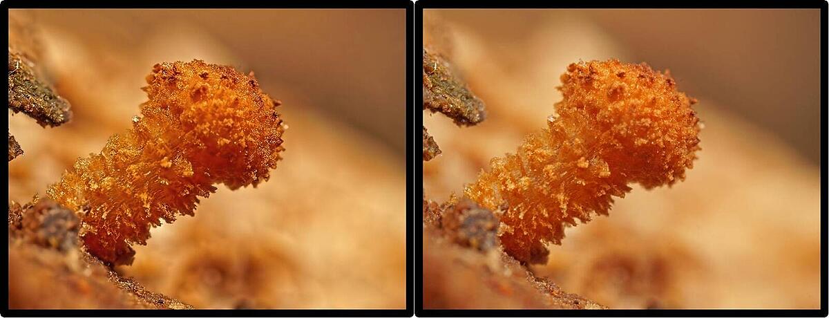 Click image for larger version

Name:	PB051290_DxO Pholiota Laowa FOV 7mm 1024 Crosseye.jpg
Views:	60
Size:	95.0 KB
ID:	975322