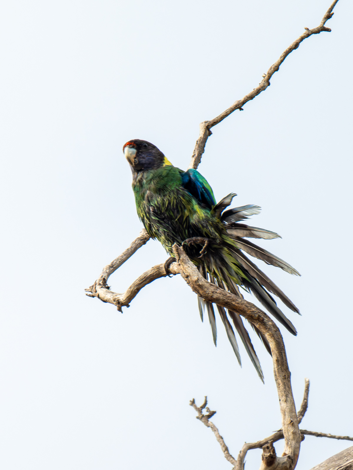 Click image for larger version

Name:	s-3.jpg
Views:	357
Size:	678.6 KB
ID:	976067