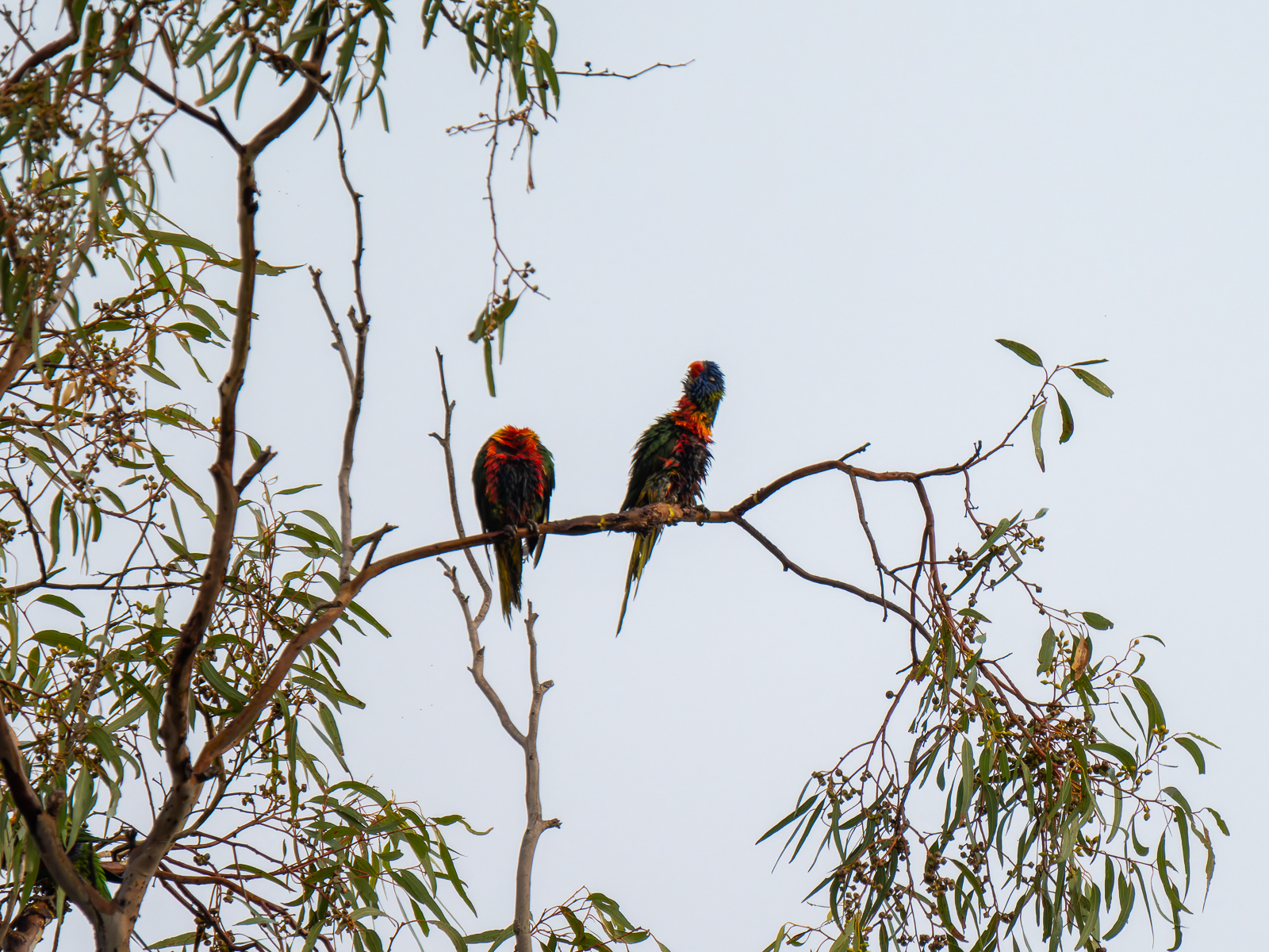 Click image for larger version

Name:	s-1.jpg
Views:	57
Size:	1.54 MB
ID:	976068