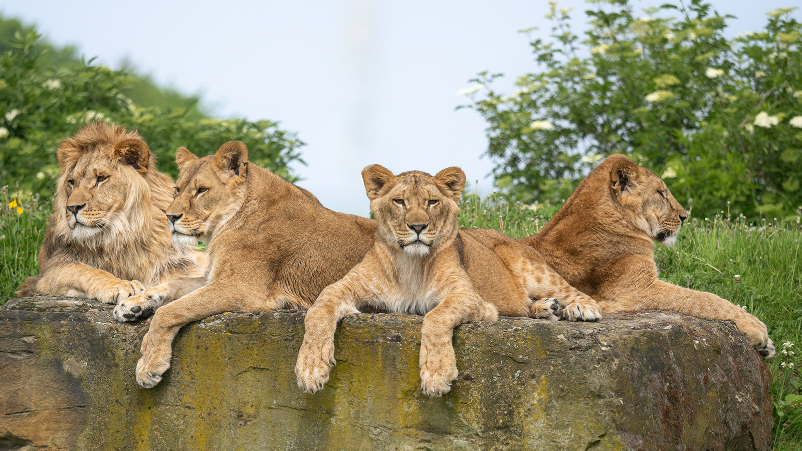 Click image for larger version

Name:	Teddi, Aysa, Emi &amp; Santa. .1.jpg
Views:	579
Size:	1.53 MB
ID:	976361