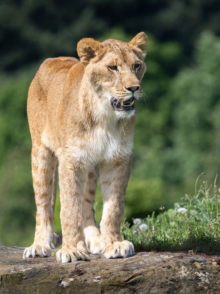 Click image for larger version

Name:	Lioness .1.jpg
Views:	104
Size:	1,019.4 KB
ID:	976364