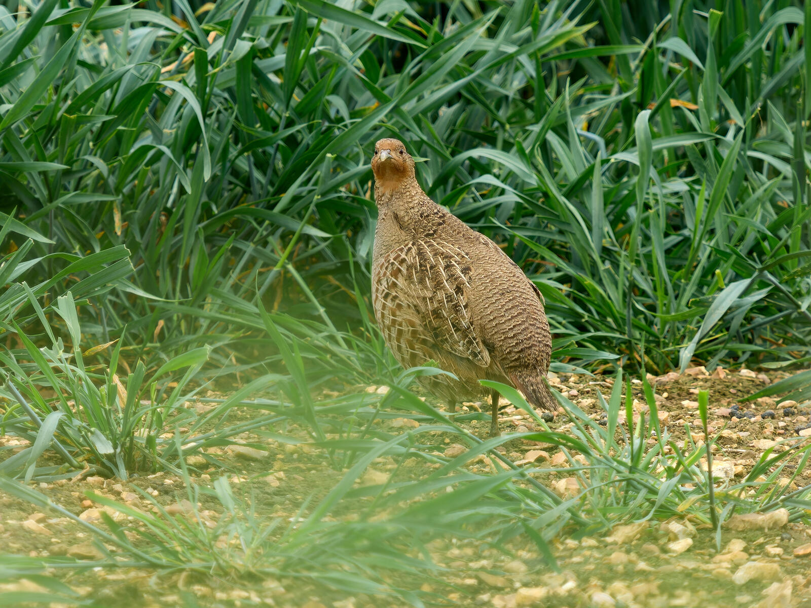 Click image for larger version

Name:	53741627773_959d170cc5_o.jpg
Views:	357
Size:	429.9 KB
ID:	977863