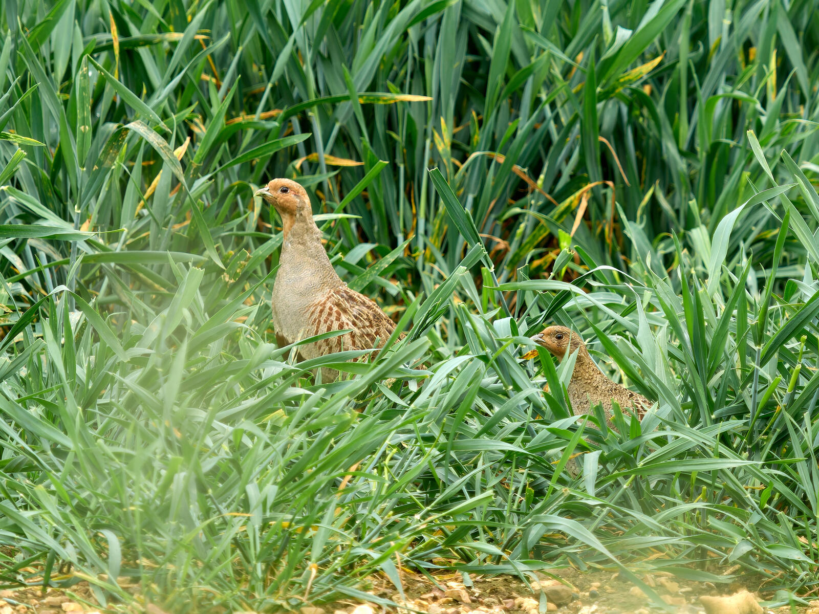 Click image for larger version

Name:	53741628813_e034ffa8d9_o.jpg
Views:	41
Size:	500.8 KB
ID:	977865